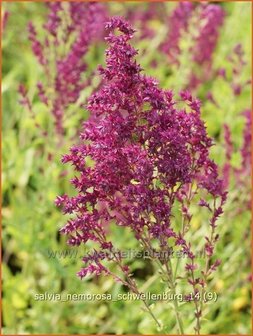 Salvia nemorosa &#039;Schwellenburg&#039; | Salie, Salvia