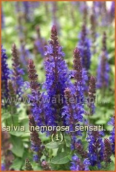 Salvia nemorosa &#039;Sensation Deep Blue&#039; | Salie, Salvia