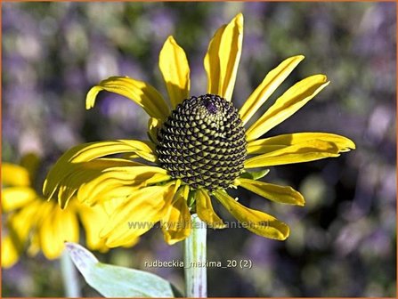 Rudbeckia maxima | Zonnehoed