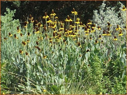 Rudbeckia maxima | Zonnehoed