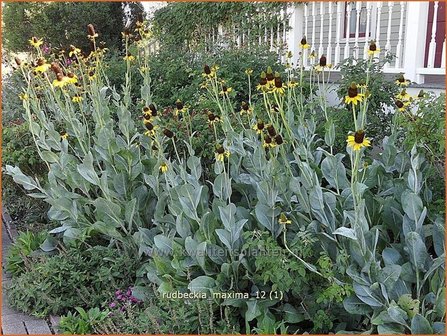 Rudbeckia maxima | Zonnehoed