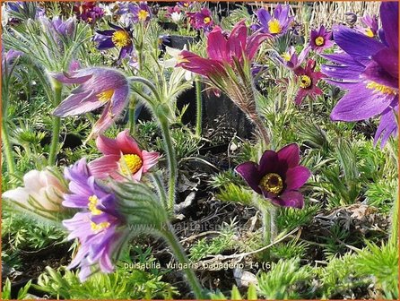 Pulsatilla vulgaris &#039;Papageno&#039; | Wildemanskruid