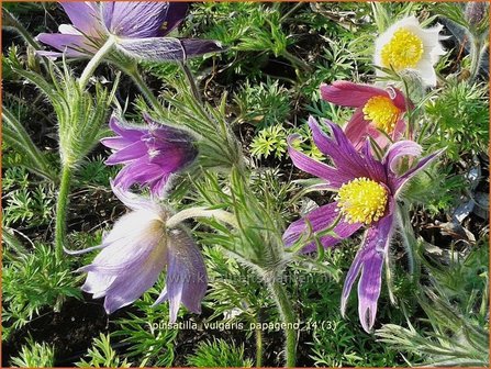 Pulsatilla vulgaris &#039;Papageno&#039; | Wildemanskruid