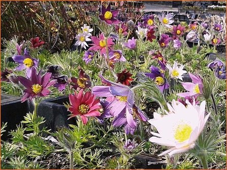 Pulsatilla vulgaris &#039;Papageno&#039; | Wildemanskruid