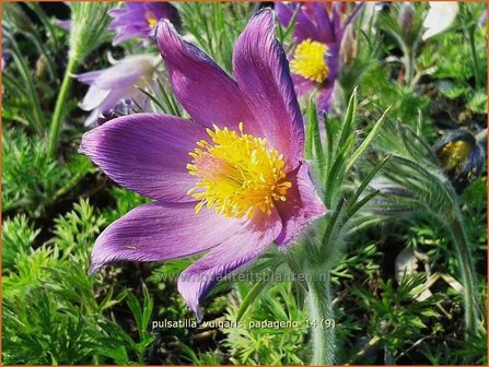 Pulsatilla vulgaris &#039;Papageno&#039; | Wildemanskruid