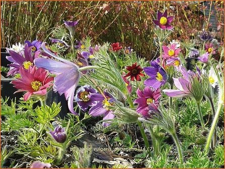 Pulsatilla vulgaris &#039;Papageno&#039; | Wildemanskruid