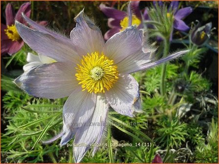 Pulsatilla vulgaris &#039;Papageno&#039; | Wildemanskruid