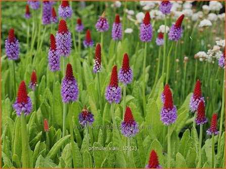 Primula vialii | Sleutelbloem, Orchideeprimula