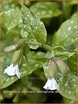 Pulmonaria officinalis &#039;Sissinghurst White&#039; | Longkruid