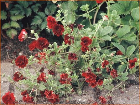 Potentilla &#039;Volcan&#039; | Vijfvingerkruid, Ganzerik