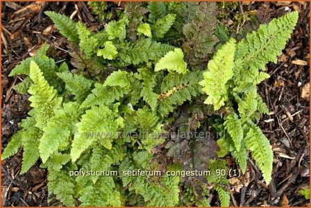 Polystichum setiferum &#039;Congestum&#039; | Zachte naaldvaren