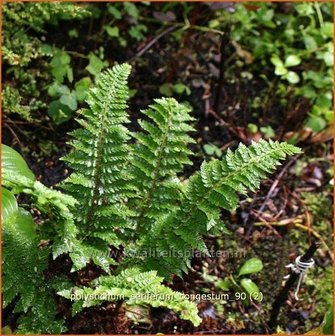 Polystichum setiferum &#039;Congestum&#039; | Zachte naaldvaren