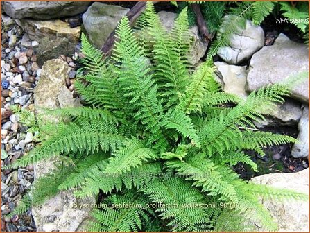 Polystichum setiferum &#039;Proliferum Wollastonii&#039; | Zachte naaldvaren