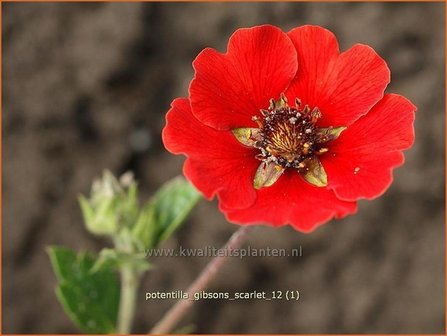 Potentilla &#039;Gibson&#039;s Scarlet&#039; | Vijfvingerkruid, Ganzerik