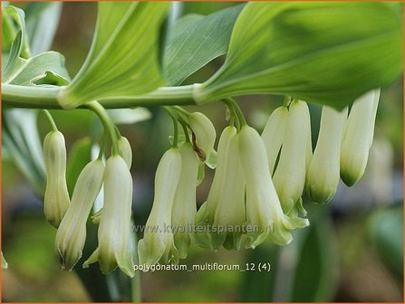 Polygonatum multiflorum | Veelbloemige salomonszegel, Salomonszegel | Vielbl&uuml;tige Wei&szlig;wurz