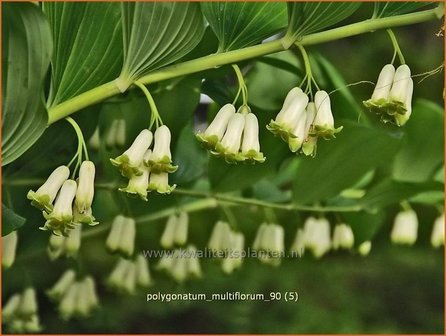 Polygonatum multiflorum | Veelbloemige salomonszegel, Salomonszegel | Vielbl&uuml;tige Wei&szlig;wurz