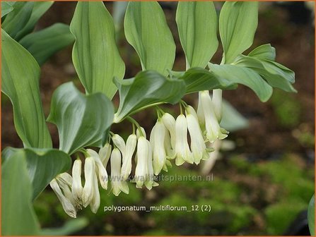 Polygonatum multiflorum | Veelbloemige salomonszegel, Salomonszegel | Vielbl&uuml;tige Wei&szlig;wurz