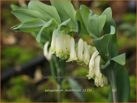 Polygonatum multiflorum | Veelbloemige salomonszegel, Salomonszegel | Vielbl&uuml;tige Wei&szlig;wurz