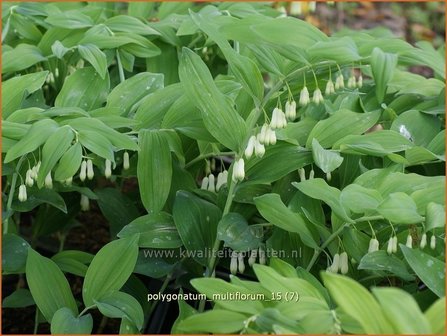 Polygonatum multiflorum | Veelbloemige salomonszegel, Salomonszegel | Vielbl&uuml;tige Wei&szlig;wurz