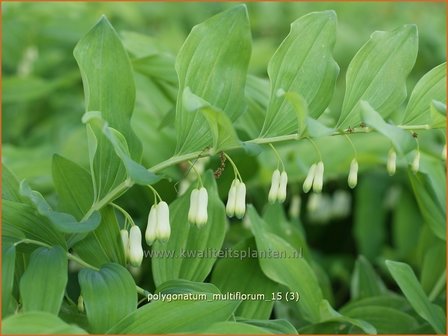 Polygonatum multiflorum | Veelbloemige salomonszegel, Salomonszegel | Vielbl&uuml;tige Wei&szlig;wurz