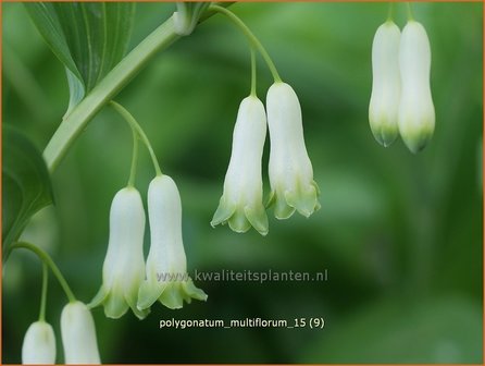 Polygonatum multiflorum | Veelbloemige salomonszegel, Salomonszegel | Vielbl&uuml;tige Wei&szlig;wurz