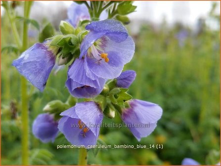 Polemonium caeruleum &#039;Bambino Blue&#039; | Jacobsladder