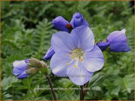 Polemonium caeruleum &#039;Northern Lights&#039; | Jacobsladder