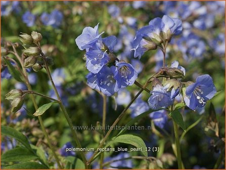 Polemonium reptans &#039;Blue Pearl&#039; | Jacobsladder, Griekse valeriaan