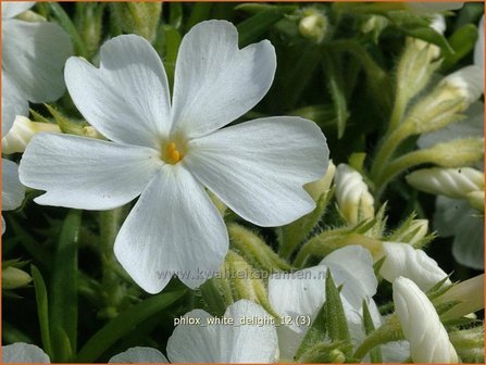 Phlox &#039;White Delight&#039; | Vlambloem, Kruipphlox