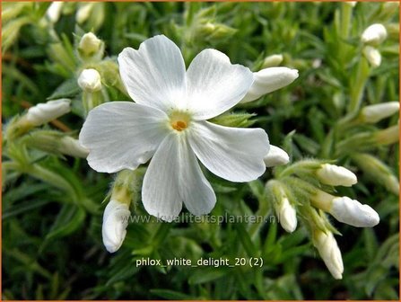 Phlox &#039;White Delight&#039; | Vlambloem, Kruipphlox