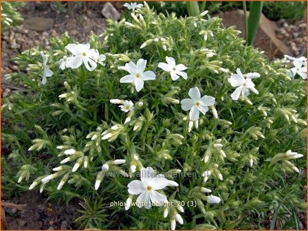 Phlox &#039;White Delight&#039; | Vlambloem, Kruipphlox