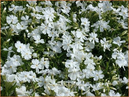 Phlox &#039;White Delight&#039; | Vlambloem, Kruipphlox