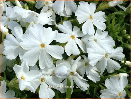 Phlox &#039;White Delight&#039; | Vlambloem, Kruipphlox