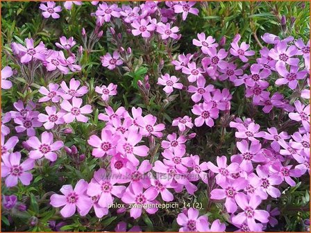 Phlox &#039;Zwergenteppich&#039; | Vlambloem, Kruipphlox