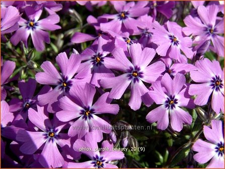 Phlox &#039;Purple Beauty&#039; | Vlambloem, Kruipphlox