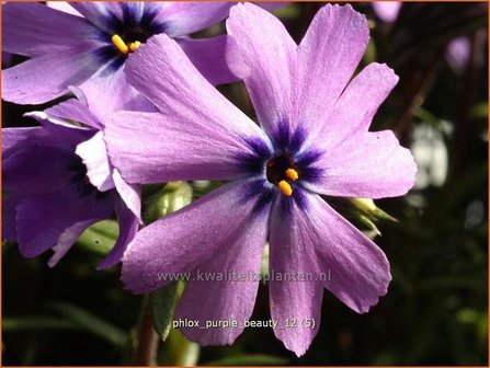 Phlox &#039;Purple Beauty&#039; | Vlambloem, Kruipphlox