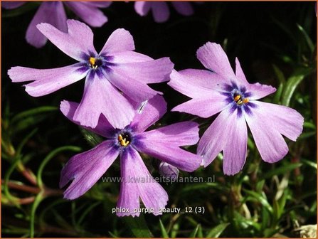 Phlox &#039;Purple Beauty&#039; | Vlambloem, Kruipphlox