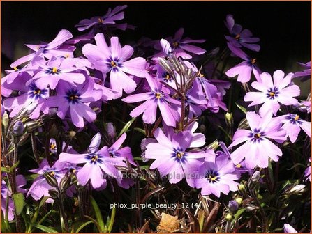 Phlox &#039;Purple Beauty&#039; | Vlambloem, Kruipphlox