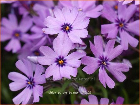 Phlox &#039;Purple Beauty&#039; | Vlambloem, Kruipphlox