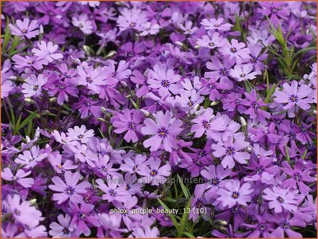 Phlox &#039;Purple Beauty&#039; | Vlambloem, Kruipphlox