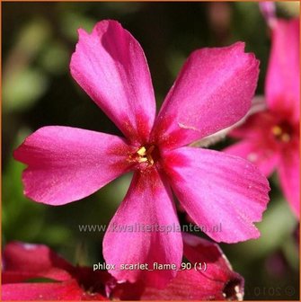 Phlox &#039;Scarlet Flame&#039; | Vlambloem, Kruipphlox