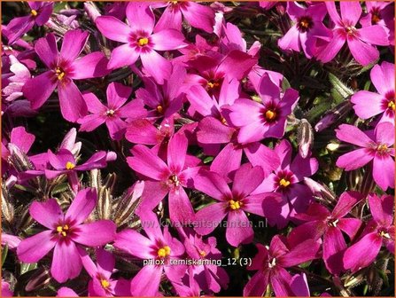 Phlox &#039;Temiskaming&#039; | Vlambloem, Kruipphlox