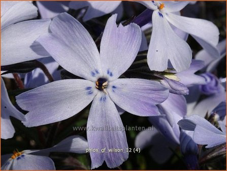 Phlox &#039;G.F. Wilson&#039; | Vlambloem, Kruipphlox