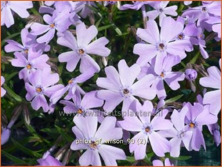 Phlox &#039;G.F. Wilson&#039; | Vlambloem, Kruipphlox