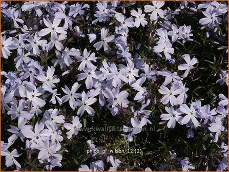 Phlox &#039;G.F. Wilson&#039; | Vlambloem, Kruipphlox