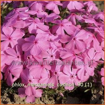 Phlox &#039;MacDaniel&#039;s Cushion&#039; | Vlambloem, Kruipphlox