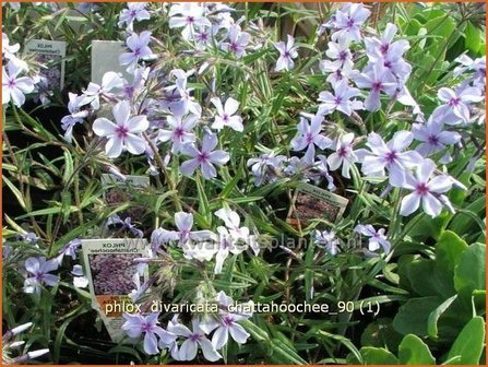 Phlox divaricata &#039;Chattahoochee&#039; | Vlambloem, Voorjaarsvlambloem