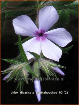 Phlox divaricata &#039;Chattahoochee&#039; | Vlambloem, Voorjaarsvlambloem