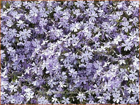 Phlox &#039;Emerald Cushion Blue&#039; | Vlambloem, Kruipphlox