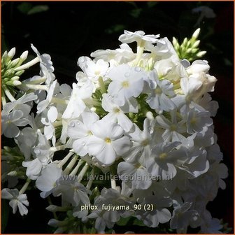 Phlox &#039;Fujiyama&#039; | Vlambloem